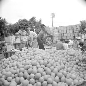 Sorteren en inpakken van sinaasappels in kisten op een citrusplantage bij Parde…, Bestanddeelnr 255-1231