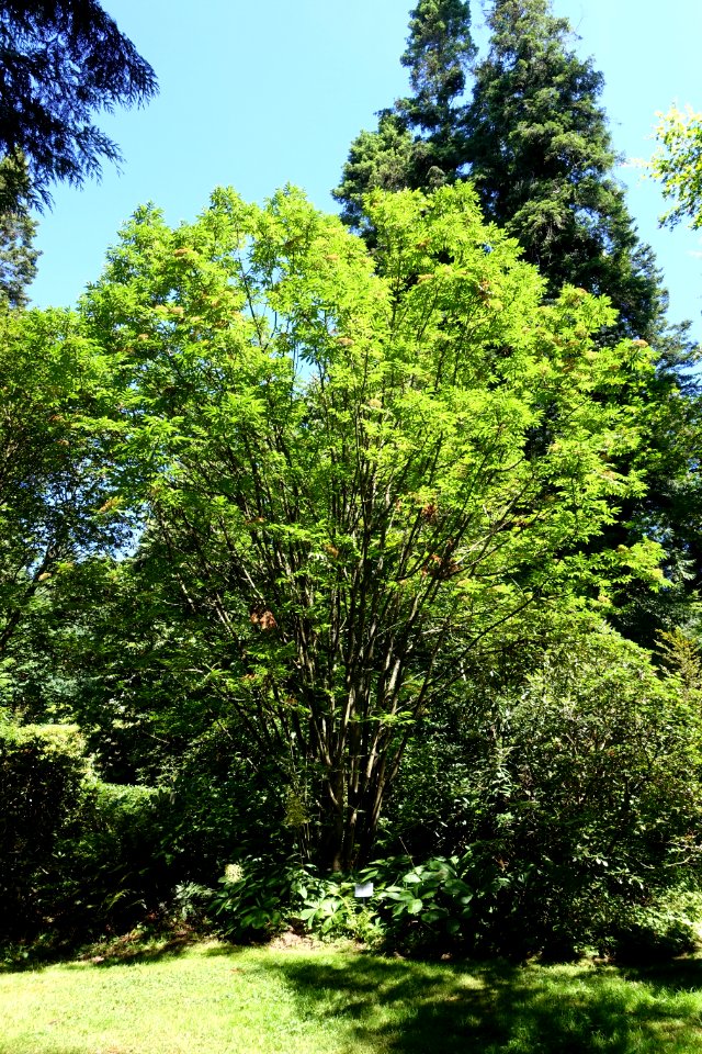 Sorbus sargentiana - UBC Botanical Garden - Vancouver, Canada - DSC07761