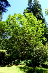 Sorbus sargentiana - UBC Botanical Garden - Vancouver, Canada - DSC07761