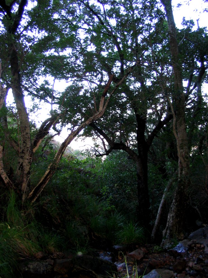 Southern Afrotemperate Forest at Helderberg Nature Reserve Cape Town