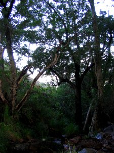 Southern Afrotemperate Forest at Helderberg Nature Reserve Cape Town
