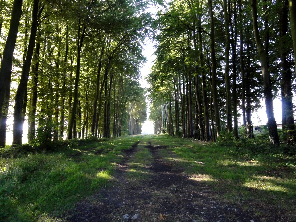 Sorquainville (Seine-Mar.) allée du château