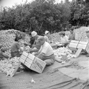 Sorteren en inpakken van sinaasappels in kisten met het opschrift King Sol op e…, Bestanddeelnr 255-1233
