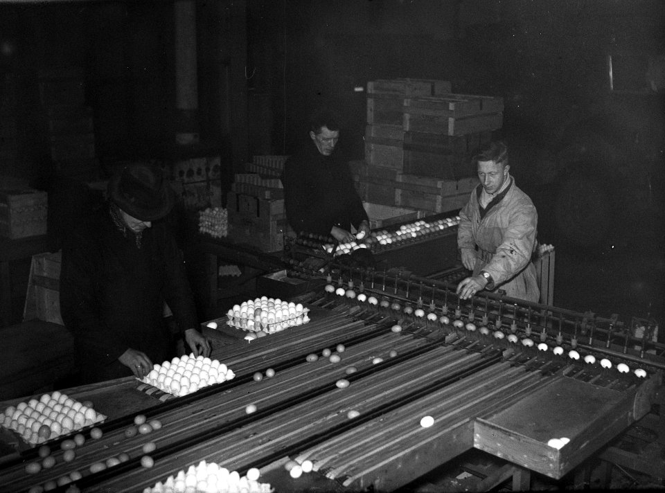 Sortering van eieren, Bestanddeelnr 902-0392