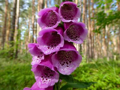 Flowers flower common foxglove