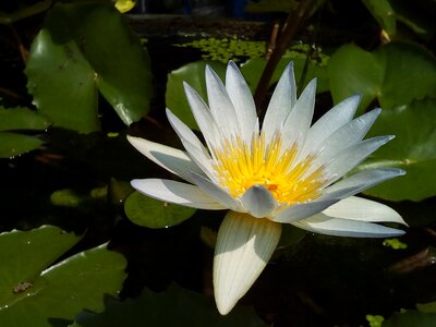 Flowers lotus lake white lotus