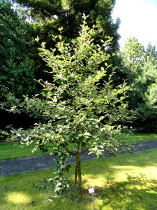 Sorbus dacica - Botanischer Garten, Frankfurt am Main - DSC02504