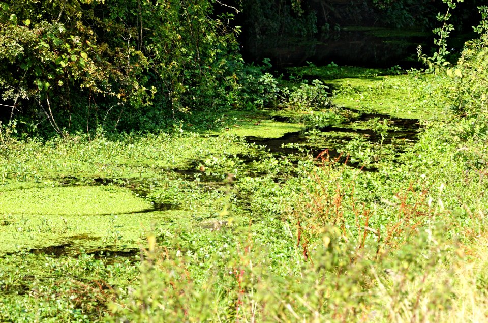 Sopwell-Meadows-Ver-20050821-001