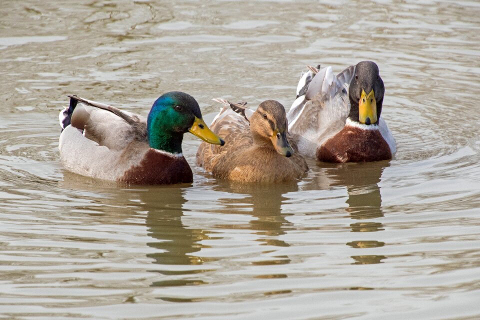 Three water pond photo