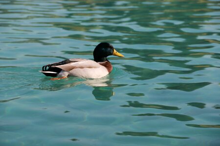 Animal peace nature