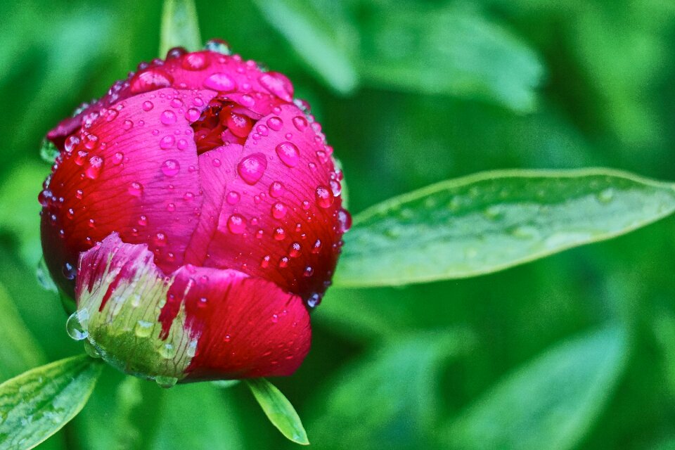 Dew drop flowers spring