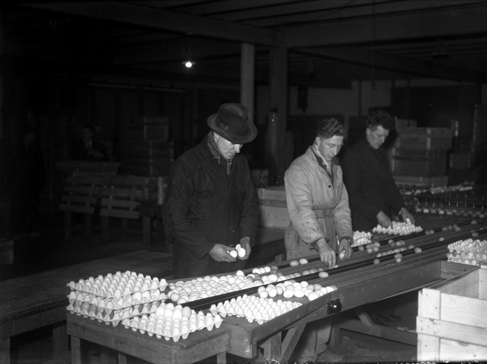 Sortering van eieren, Bestanddeelnr 902-0391