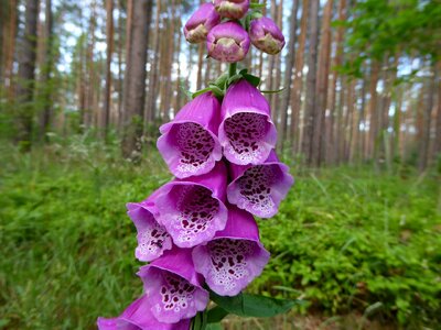 Flowers flower common foxglove photo