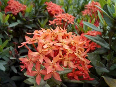 Blossom needle in orange bush tree