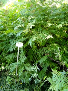Sorbaria grandiflora - Botanical Garden in Kaisaniemi, Helsinki - DSC03453