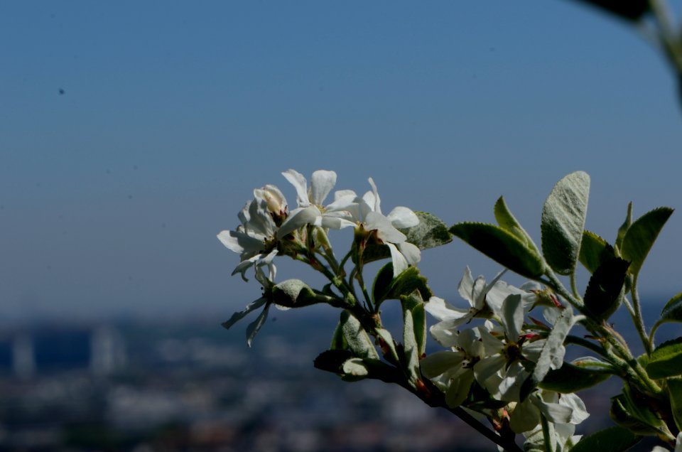 Sorbus aria Anthese