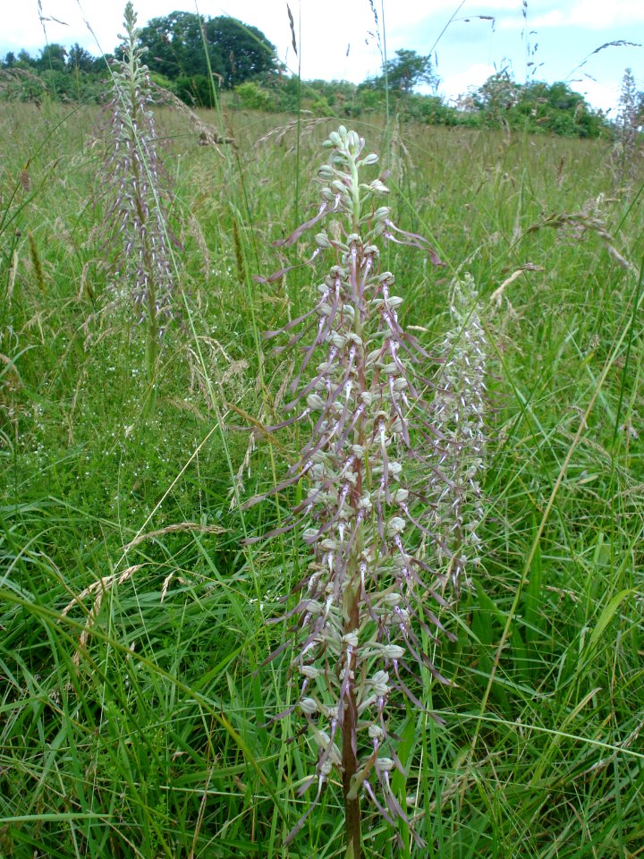 Sorges (Dordogne, Fr), lizard orchids