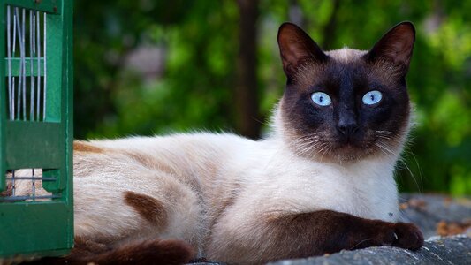 Curious neighbor outdoor photo