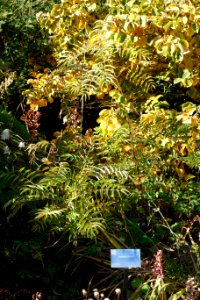Sorbaria kirilowii - Quarryhill Botanical Garden - DSC03244 photo
