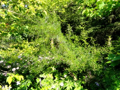 Sophora davidii - Botanischer Garten, Frankfurt am Main - DSC03350