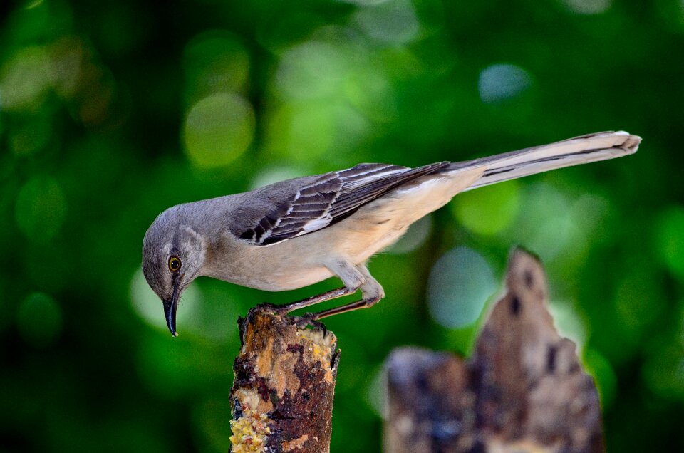 Ornithology forest mocking bird