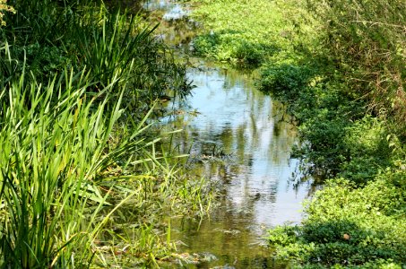 Sopwell-Meadows-Ver-20050821-005