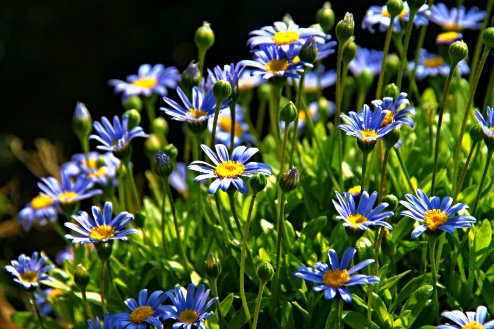 Bloom garden bloom