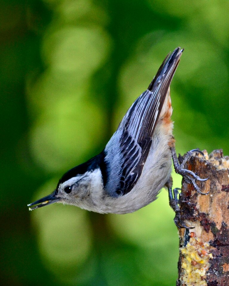 Ornithology forest nuthatch