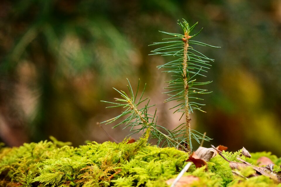 Young drove branches spring