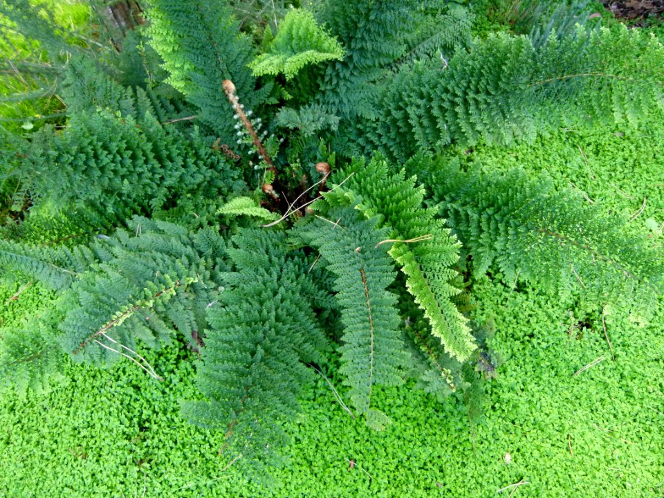 Sous-bois avec fougère parc floral