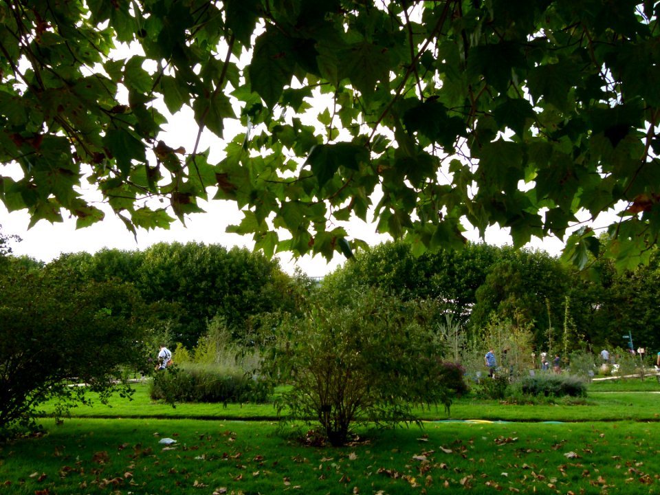 Sous les platanes du jardin des plantes
