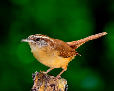 Ornithology forest carolina wren