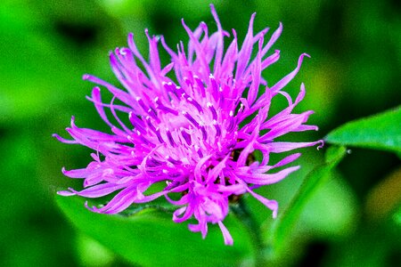 Purple plant the nature