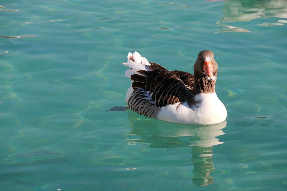 Animal peace nature