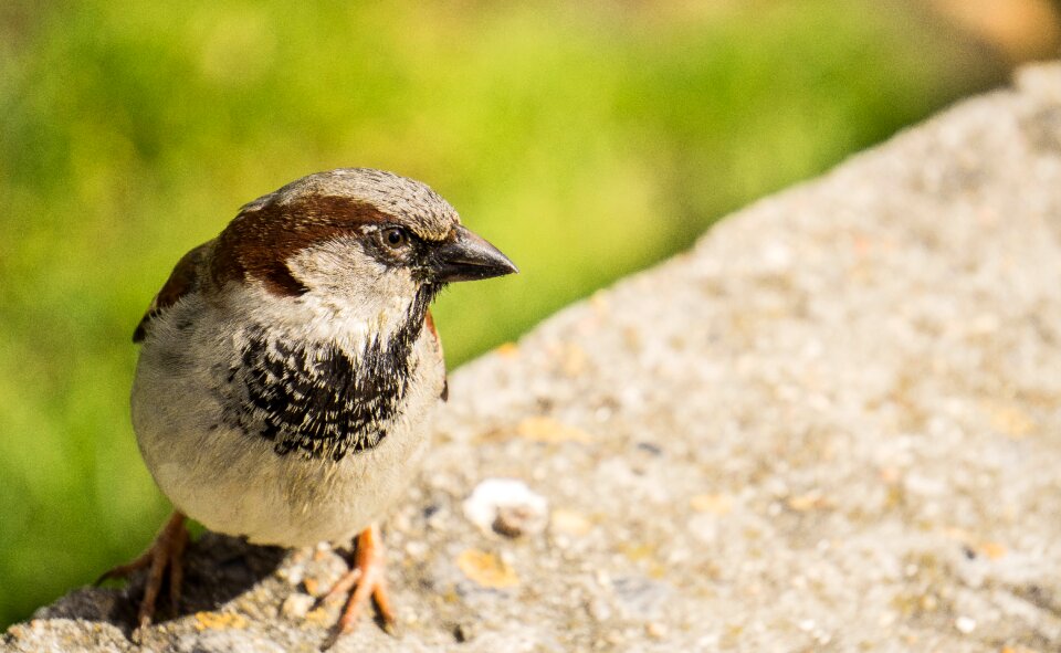 Bird animal nature