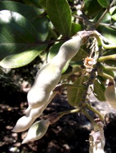 Sophora secundiflora pods