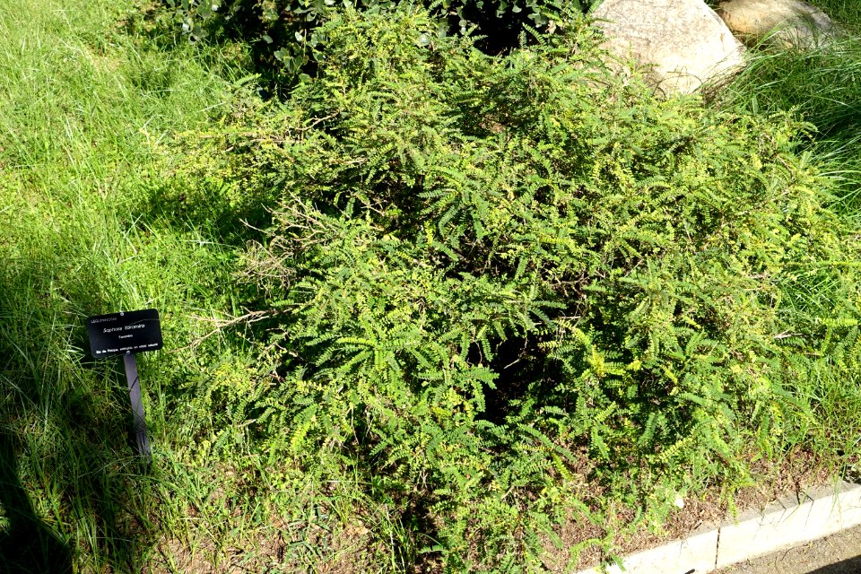 Sophora toromiro - Jardín Botánico de Barcelona - Barcelona, Spain - DSC09285