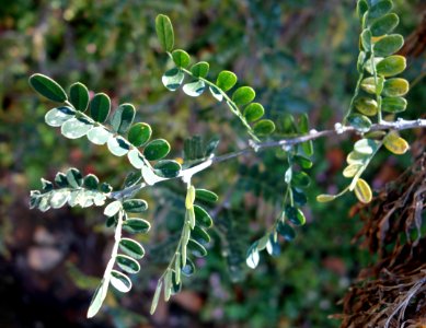 Sophora davidii - Quarryhill Botanical Garden - DSC03528