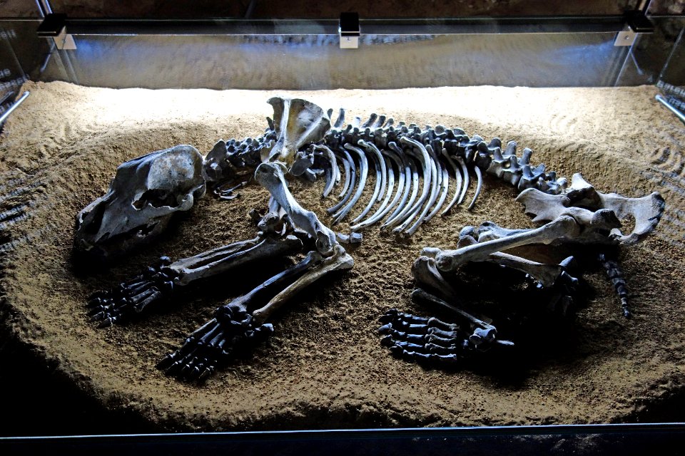 Sophienhöhle, Höhlenbär, 2