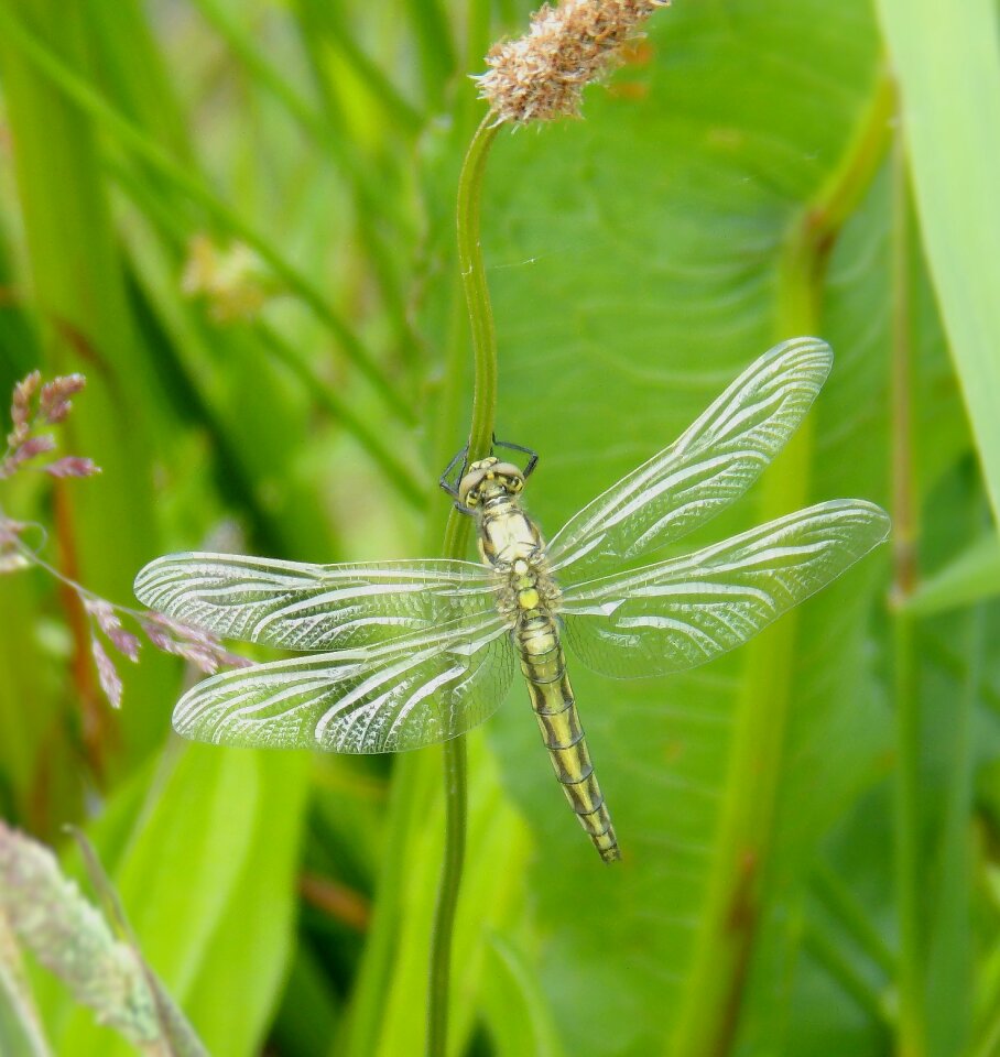 Close macro wings