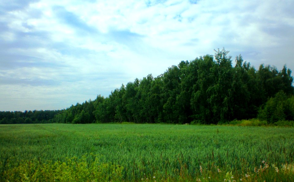 Sosių miškas1