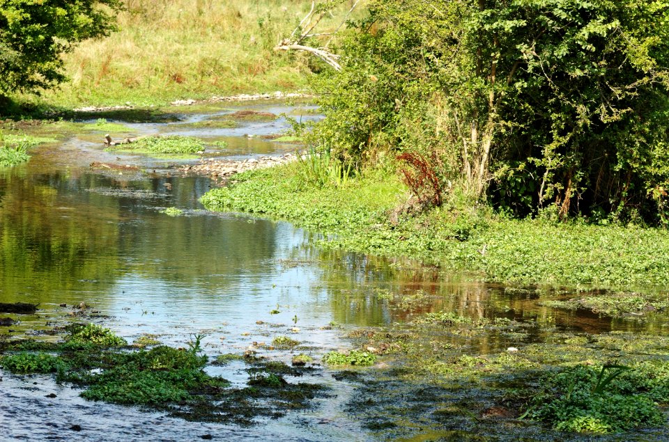 Sopwell-Meadows-Ver-20050821-002