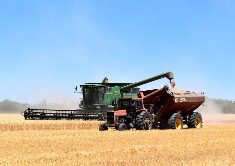 Harvest wheat cereal