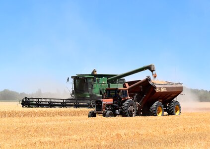 Harvest wheat cereal photo