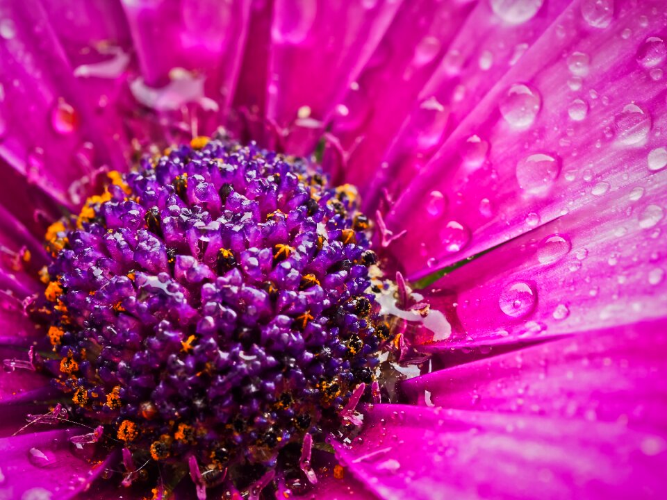 Flowers cape daisies nature
