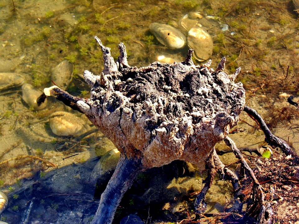 Souches immergées