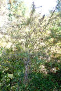 Sophora davidii - Quarryhill Botanical Garden - DSC03530 photo