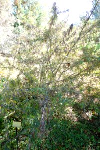Sophora davidii - Quarryhill Botanical Garden - DSC03530