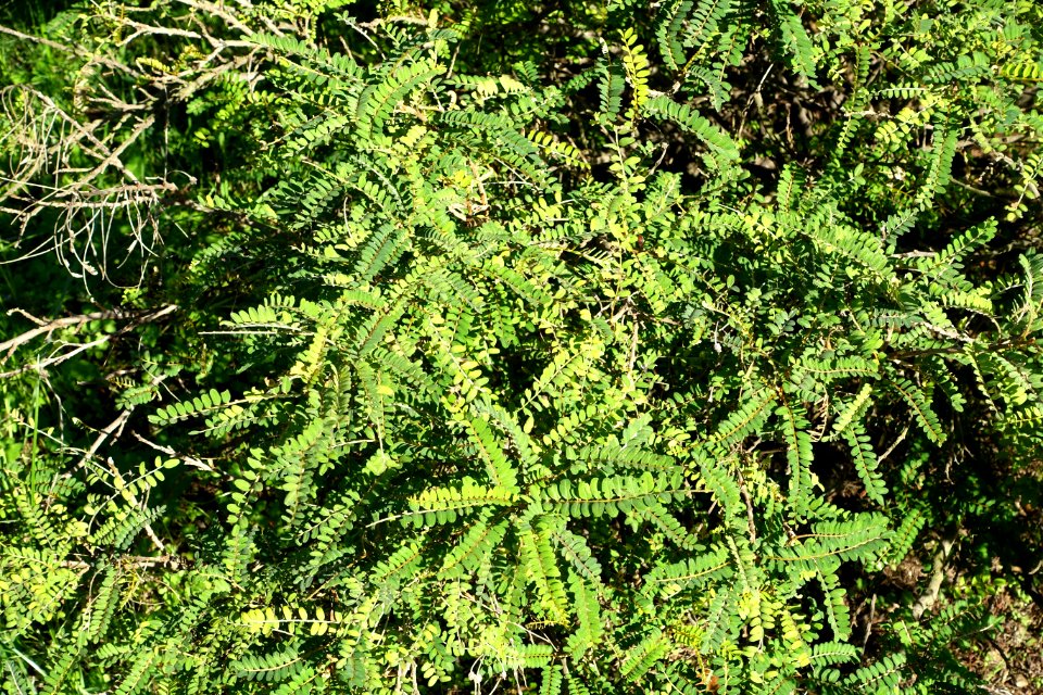 Sophora toromiro - Jardín Botánico de Barcelona - Barcelona, Spain - DSC09287