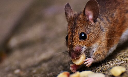 Mammal nager nature